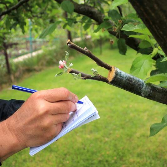 Gardener writes in notebook and inspections live cuttings at grafting apple tree with growing buds, young leaves and flowers. Closeup.